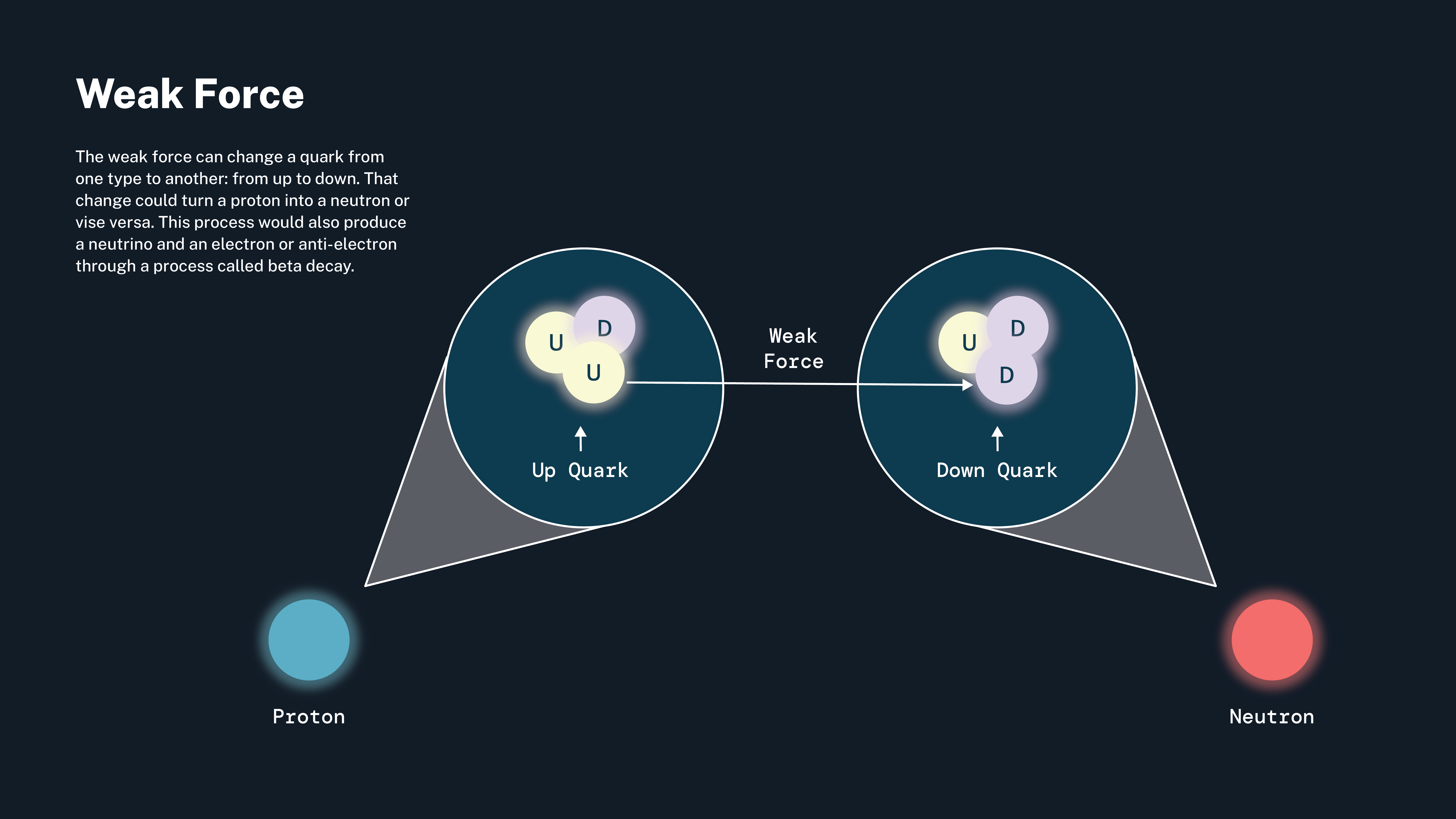 This infographic is done mostly in shades of blue. At the top left is the title: "Weak Force." Below that is a block of text that reads: "The weak force can change a quark from one type to another: from up to down. That change could turn a proton into a neutron or vice versa. This process would also produce a neutrino and an electron or anti-electron through a process called beta decay." Below and to the right of the text is an illustration of a blue proton and a red neutron with pop outs. The proton is on the left. Its pop out shows a cluster of two yellow up quarks and one pink down quark. An arrow is pointing to one of the up quarks. The pop up for the neutron shows a cluster of two pink down quarks and one yellow up quark. An arrow points to one of the down quarks, indicating that it flipped from an up quark, which changed the proton into a neutron.