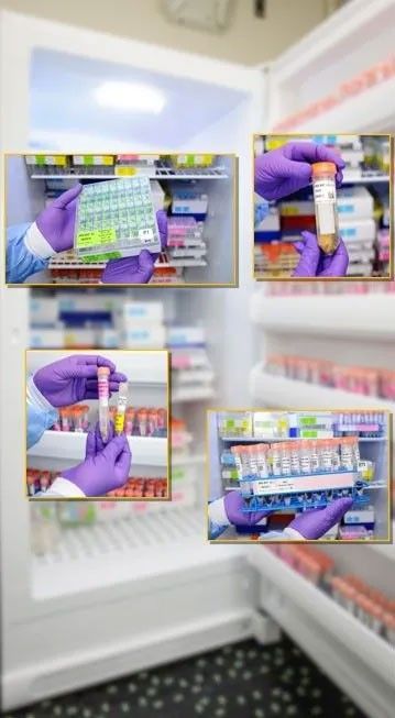 Gloved hands handle labeled biological sample vials and trays in a laboratory freezer, with inset images showing close-ups of organized samples and storage racks.