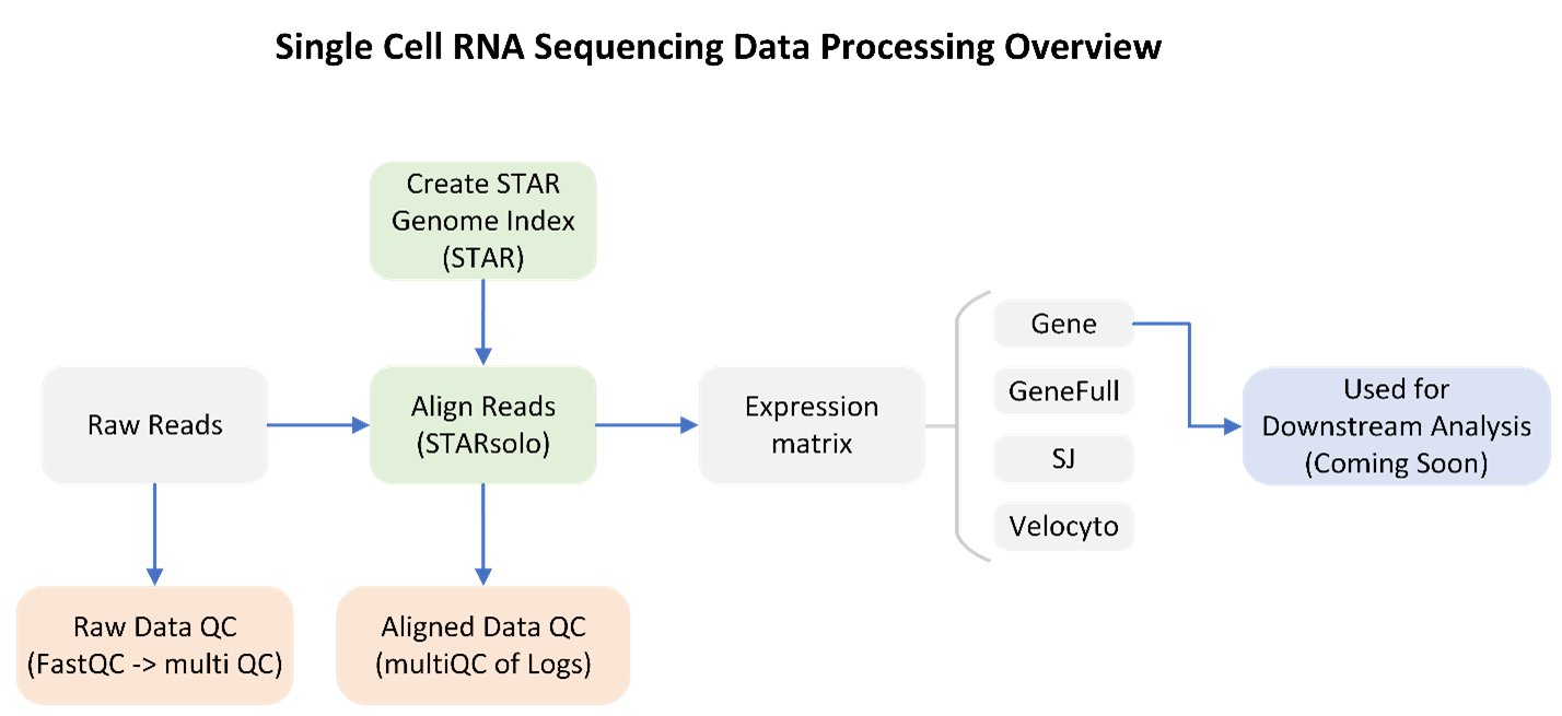 Image of the single cell RNA sequencing processing pipeline