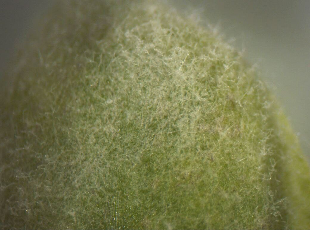 MVP-Plant-02