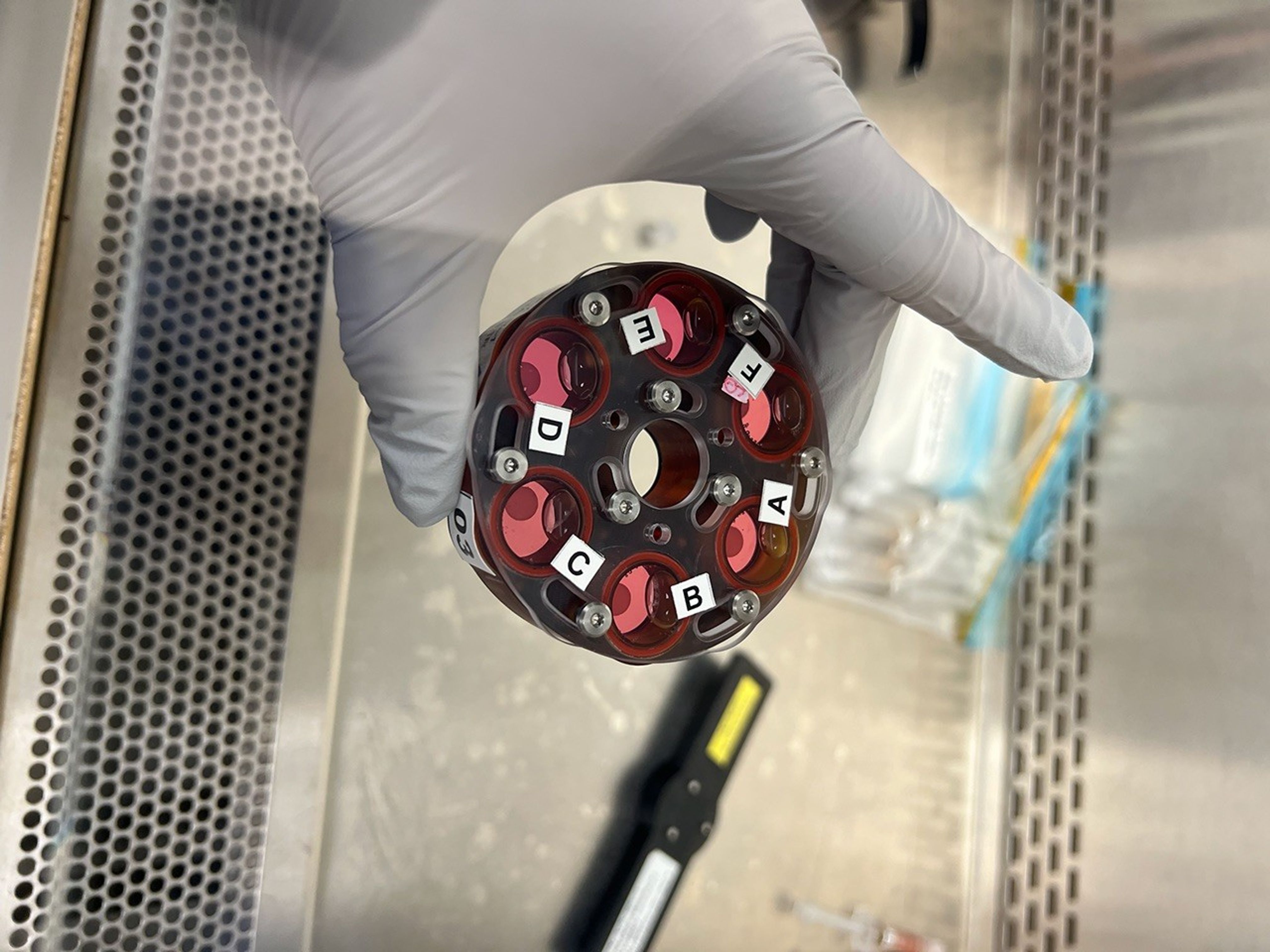 Gloved hand holding circular laboratory culture plate with six wells containing samples for bone cell research.