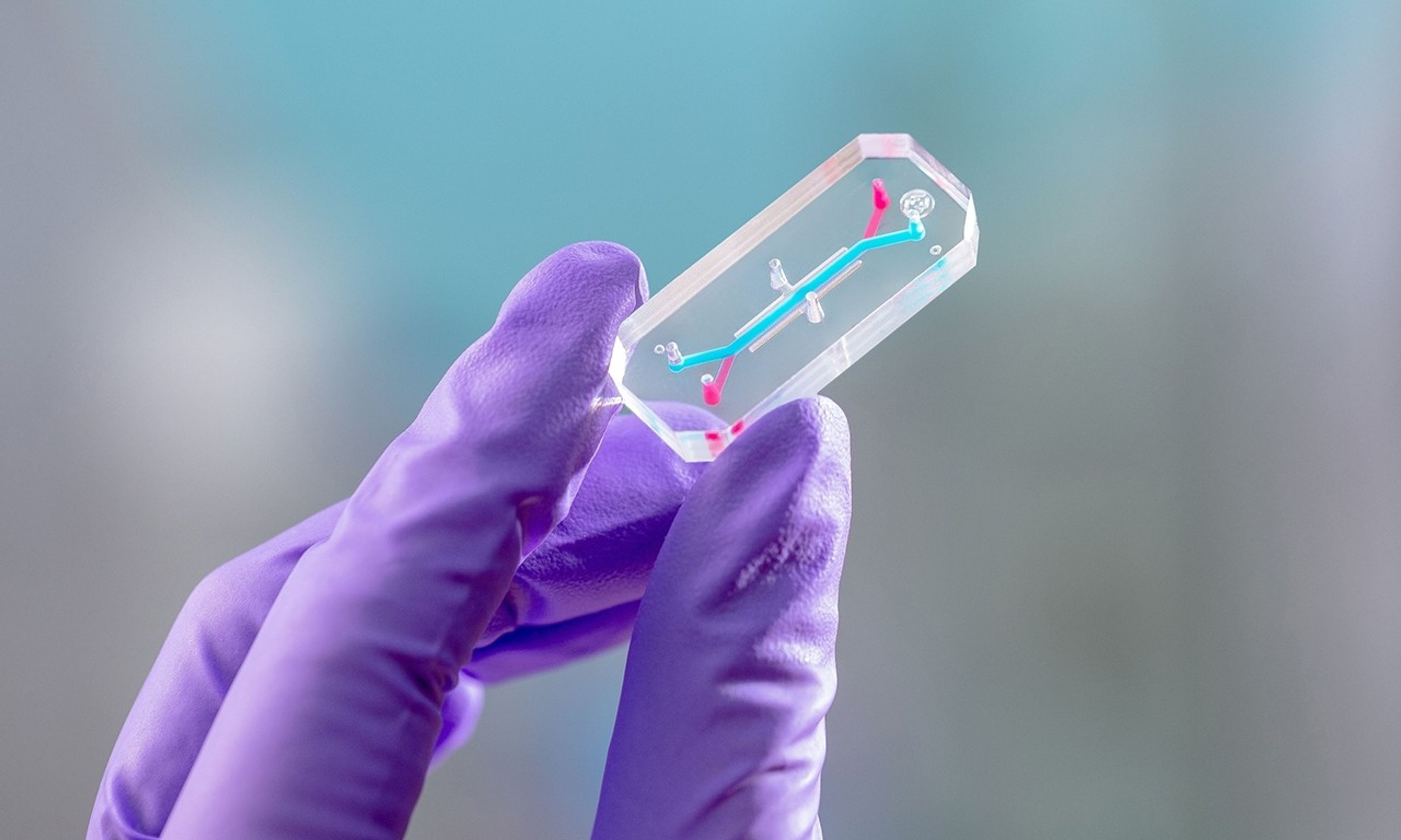 Gloved hand holding organ chip