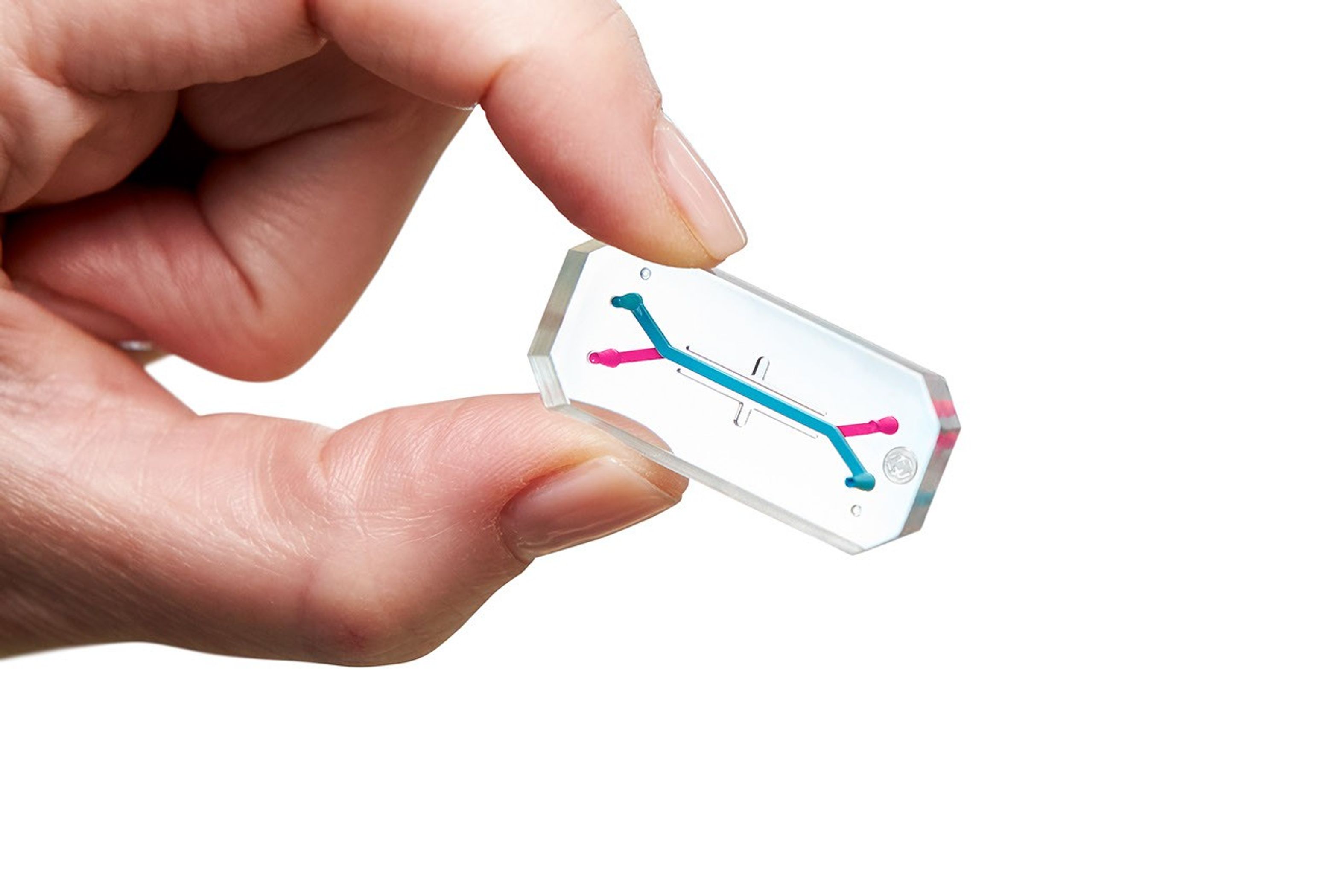 hand holding emulate organ chip on white