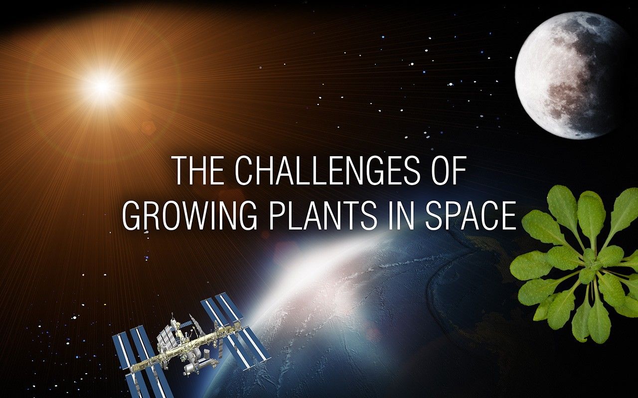 The Challenges of Growing Plants in Space