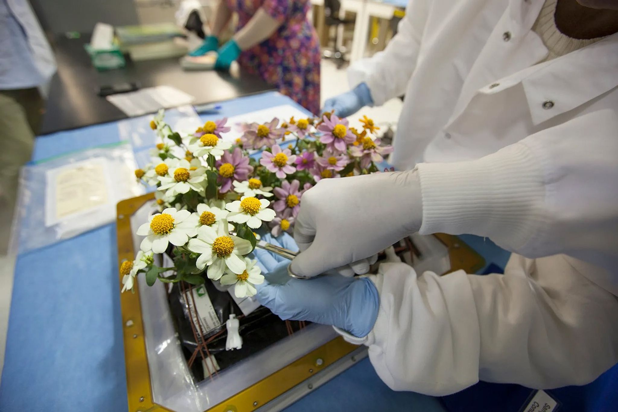 Zinnia plants from the Veggie ground control system are being harvested in the Flight Equipment Development Laboratory in the Space Station Processing Facility at Kennedy.