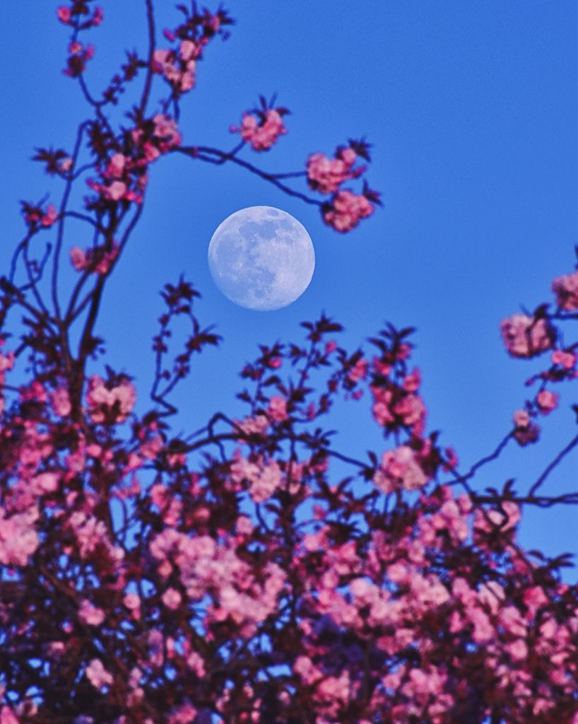 APOD: 2021 April 30 – Pink and the Perigee Moon