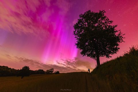 Red and purple aurora appear over a field in Poland. A tree is seen to the right, and a person stands in the distance holding a glowing phone. Please see the explanation for more detailed information.