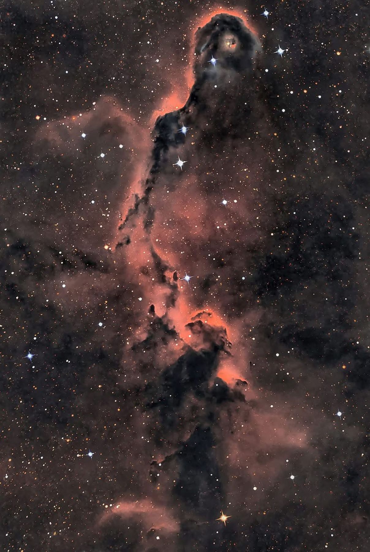 An image of a long, trunk-like interstellar cloud.