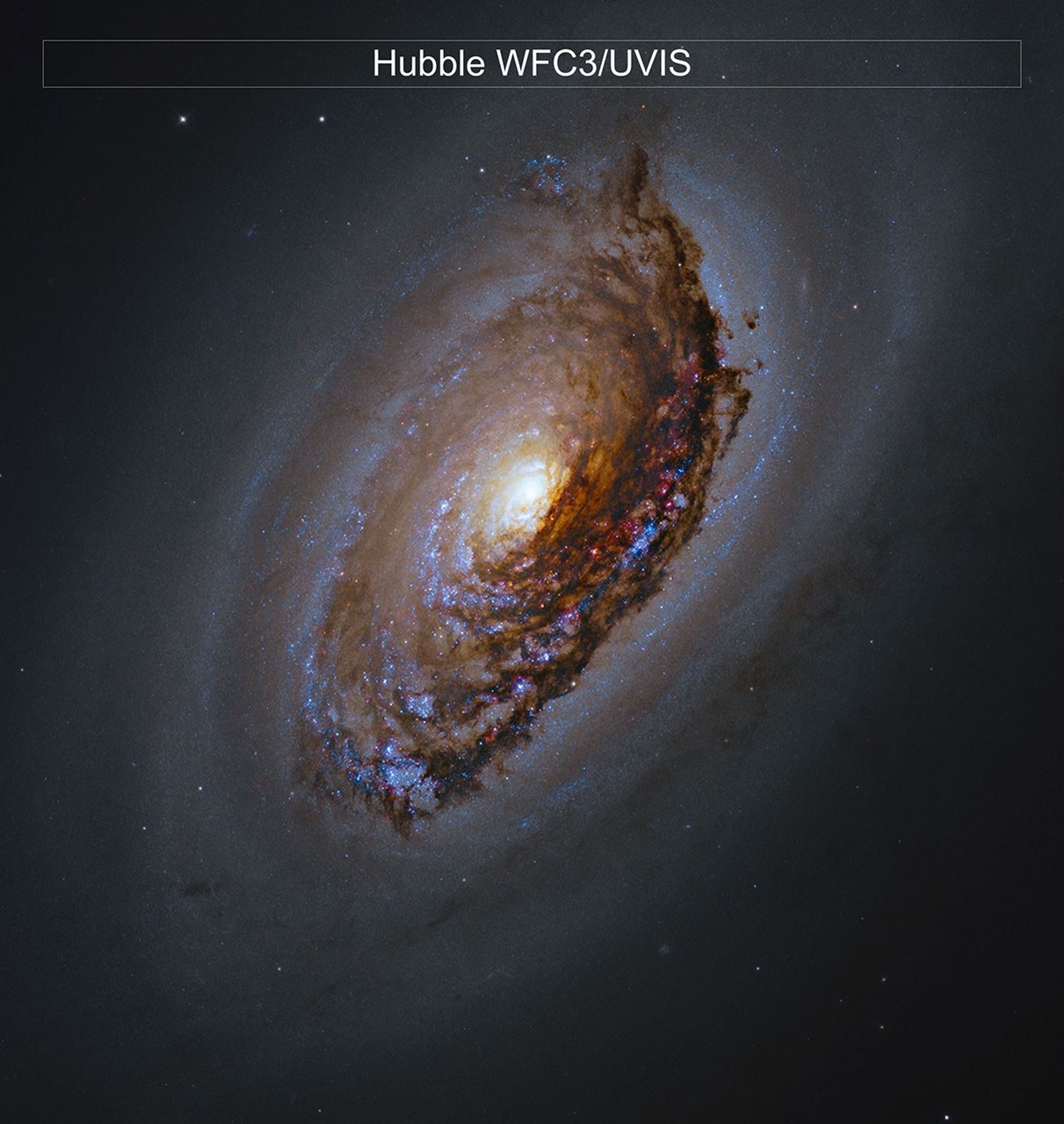 Hubble image of M64. A massive spiral galaxy glows with a yellow core, surrounded by arms full of dark dust and pink and blue patches of star formation. Framed by a haze of dark dust, the galaxy shines against black space dotted with a few stars.