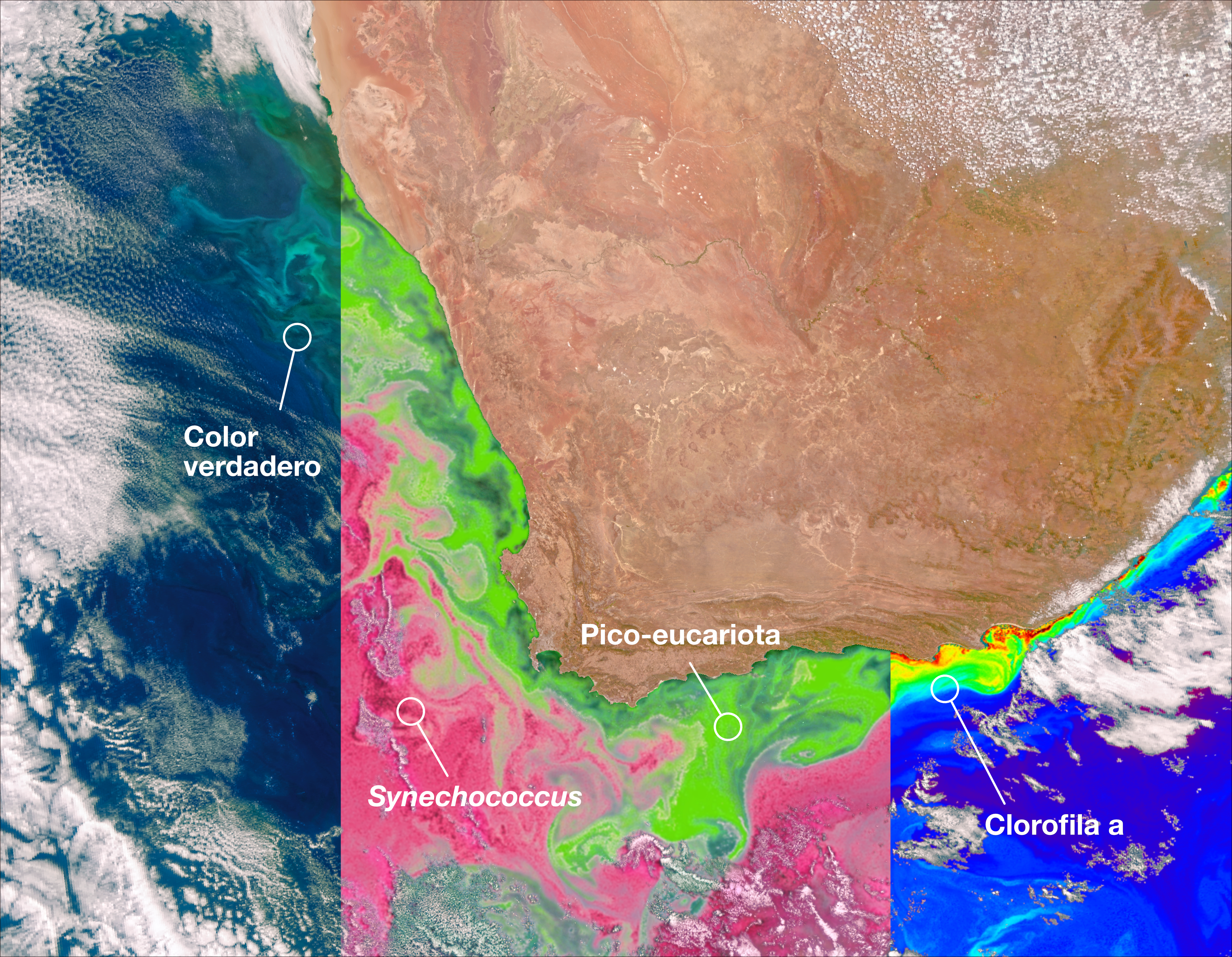 Esta primera imagen obtenida por el instrumento Color del Oc�ano (OCI) del sat�lite PACE de la NASA identifica dos comunidades diferentes de estos microsc�picos organismos marinos en el oc�ano frente a la costa de Sud�frica el 28 de febrero de 2024. El panel central de esta imagen muestra la cianobacteria Synechococcus en rosa y el fitoplancton pico-eucariota en verde. El panel de la izquierda en esta imagen muestra una vista en color natural del oc�ano, y el panel de la derecha muestra la concentraci�n de clorofila a, un pigmento fotosint�tico que se utiliza para identificar la presencia de fitoplancton.