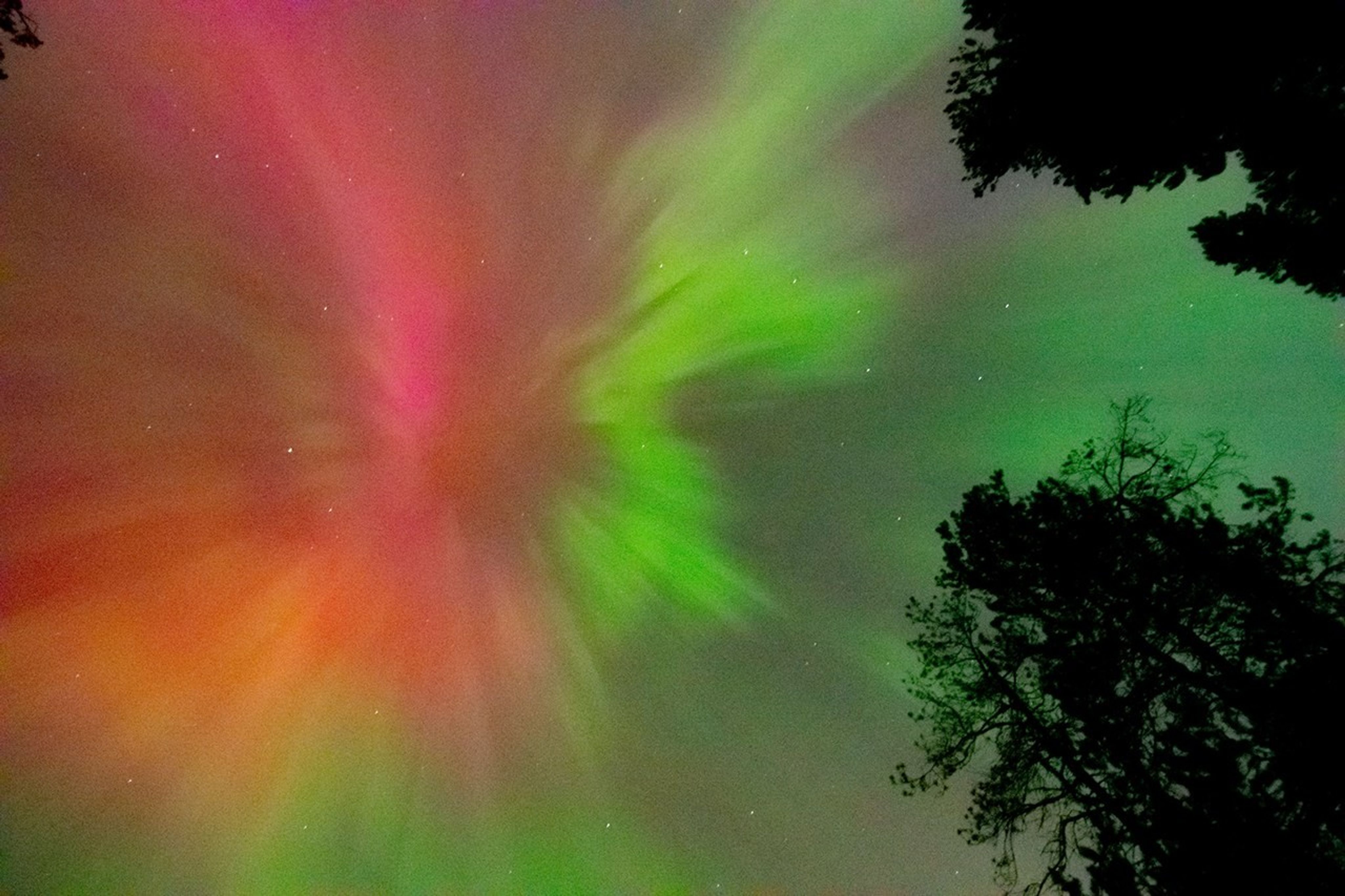 A photo of a pink and green aurora seen from below. On the right, bands of green fill the sky. On the left, bands of pink and orange fill the sky. Two treetops are on the right side of the image.