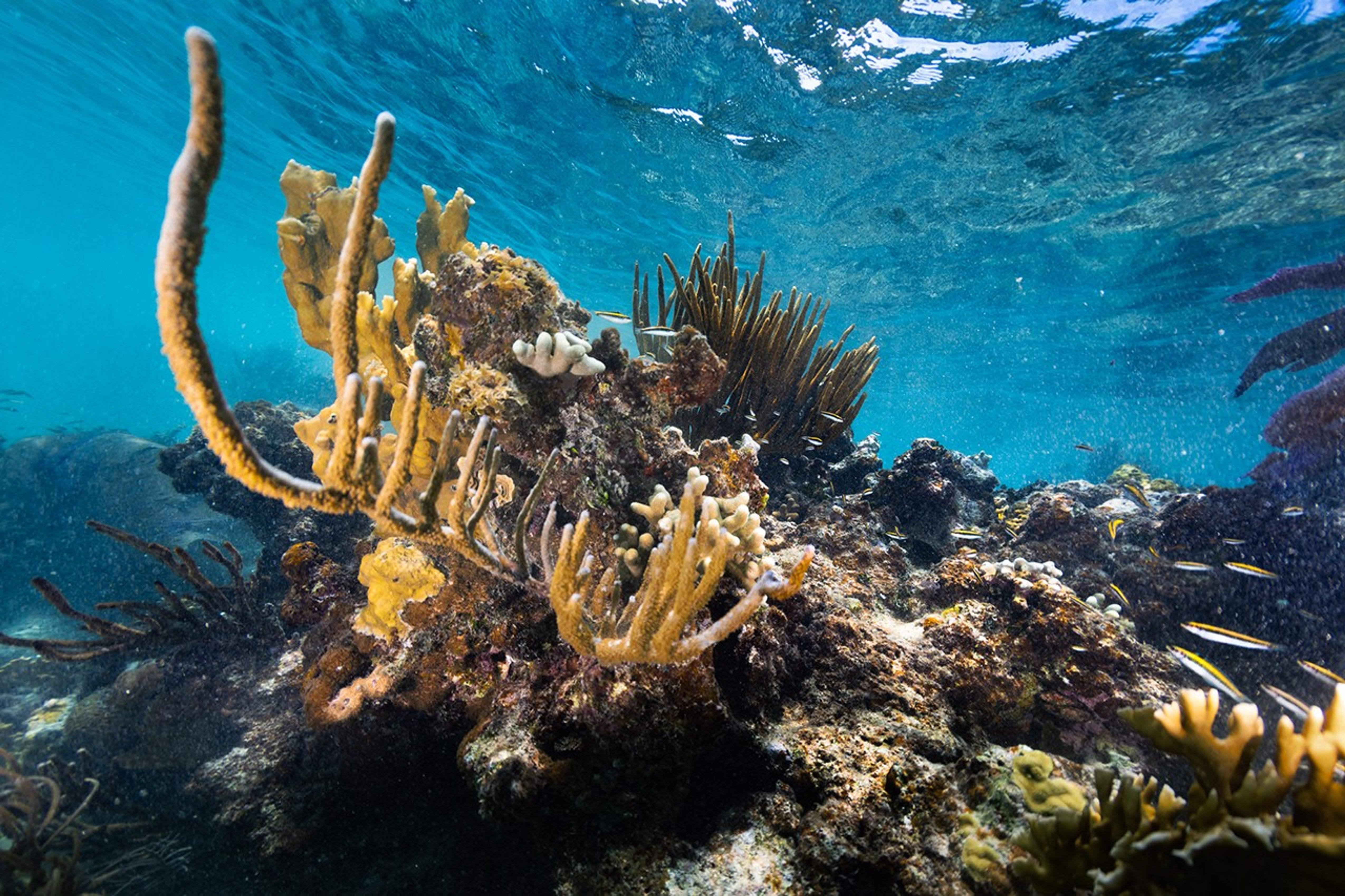 Peces lábridos cabeza azul jóvenes de rayas negras, blancas y amarillas entran y salen de un arrecife, compuesto de coral de fuego amarillo (Millepora complanata, atrás a la izquierda), coral de dedos ramificado (Porites furcata, al frente a la izquierda) y varias especies de corales blandos en forma de bastones y abanicos de mar. Este arrecife de coral se encuentra en las aguas de Playa Melones, Puerto Rico.