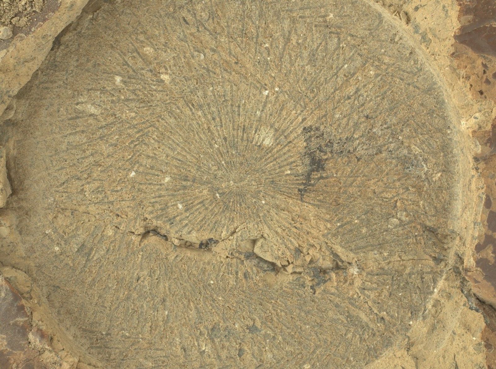 Esta vista en primer plano de una abrasión que muestra “marcas de una herramienta” características de la broca de abrasión de Perseverance fue adquirida el 5 de junio. La imagen fue tomada a unos siete centímetros (2,76 pulgadas) de distancia por el instrumento generador de imágenes WATSON del rover.