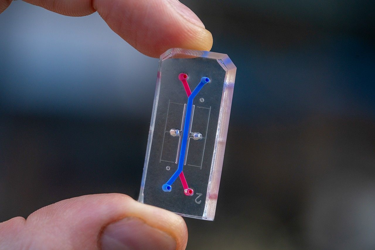 Foto de un órgano en un chip sostenida por una mano.