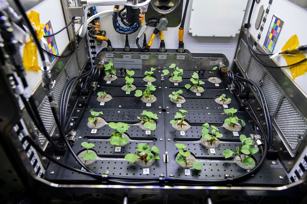 Cultivo de rábanos a bordo de la Estación Espacial Internacional. El experimento Evaluación del valor nutricional y parámetros de crecimiento de las plantas cultivadas en el espacio (Hábitat Vegetal 02) utiliza el hábitat vegetal avanzado para cultivar la planta modelo, que es nutritiva, comestible y tiene un tiempo de cultivo corto.