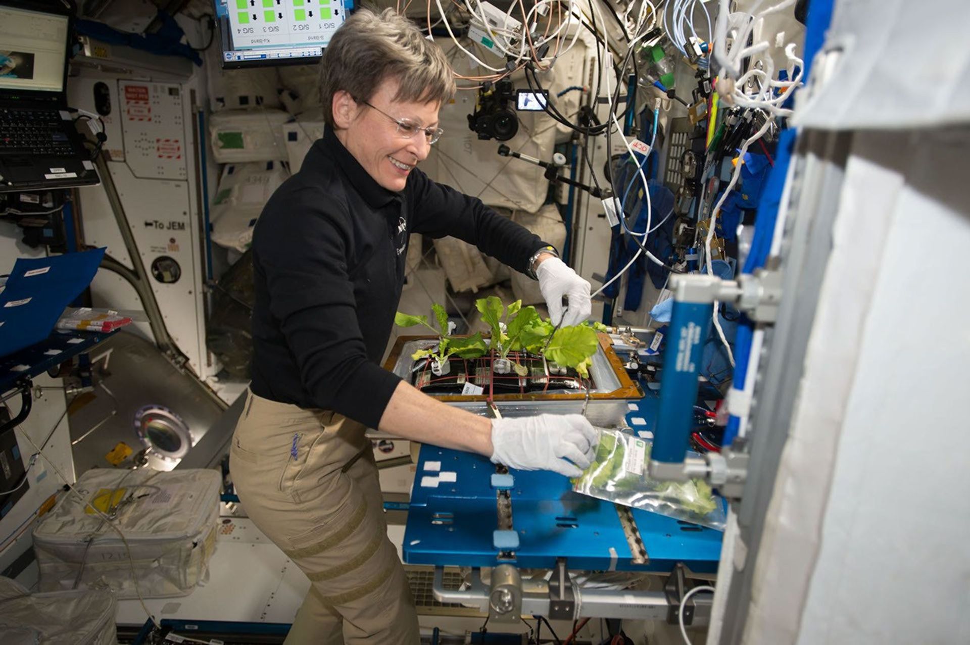 A bordo de la Estación Espacial Internacional, la astronauta de la NASA Peggy Whitson cosecha y limpia un tipo de repollo, cultivado en órbita, del cual se tomaron muestras que fueron enviadas a la Tierra para su análisis. 