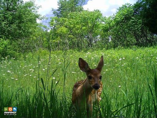 A young deer stands in a lush green meadow surrounded by wildflowers and trees, captured by a Snapshot Wisconsin trail camera.