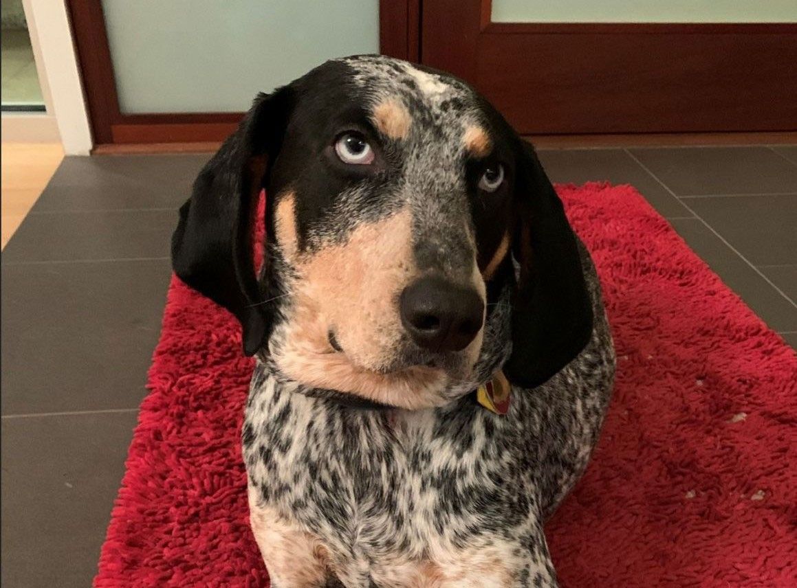 Photo of Billie the Bluetick coonhound.