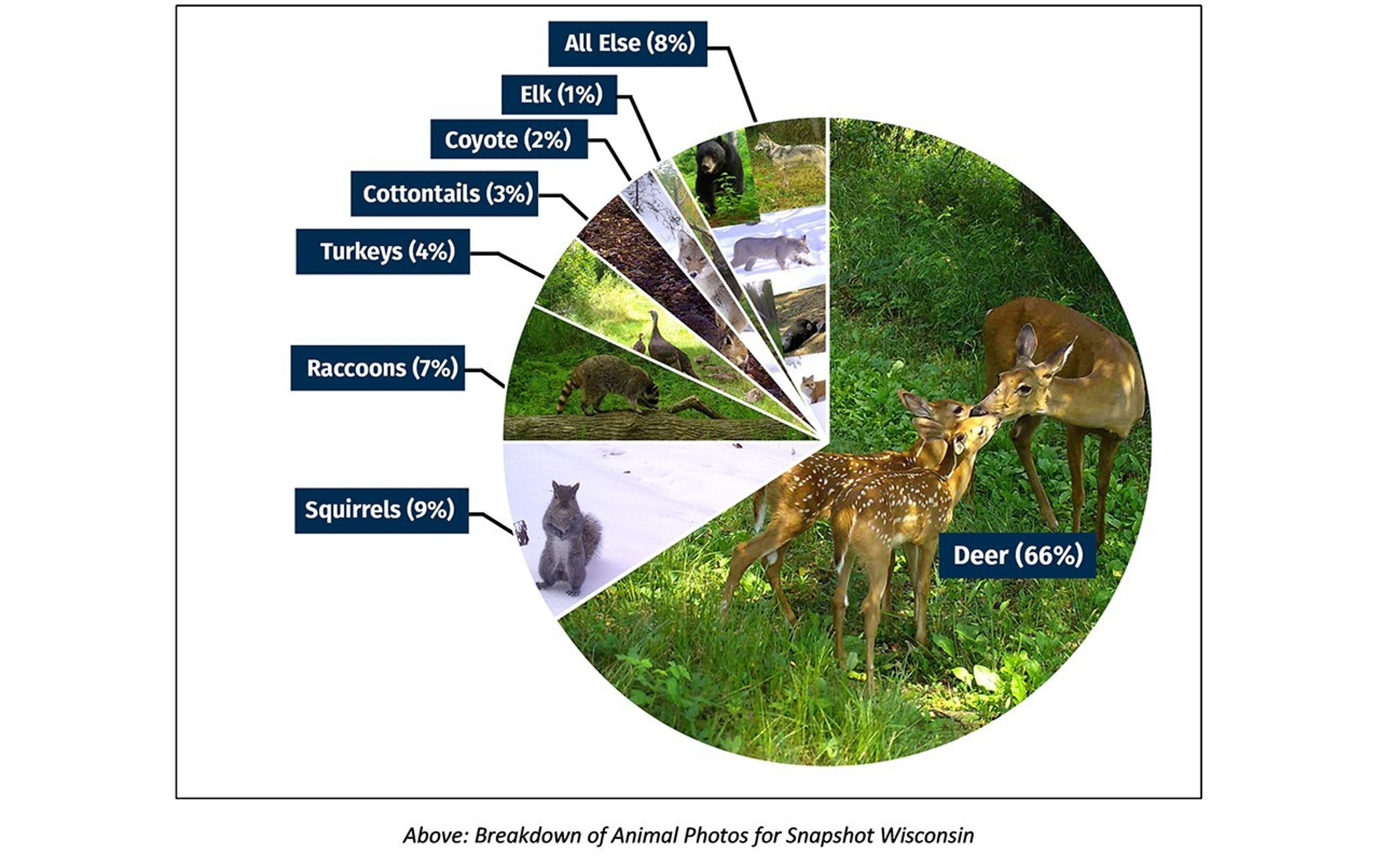 A pie chart shows in photographs and labels the animals most commonly observed in Snapshot Wisconsin trail camera images. The size of each “pie wedge” allotted is proportional to the frequency with which species are observed in the data. Deer are most common, appearing in 66% of images. Squirrels are next most common (9%), followed by raccoons (7%), Turkeys (4%, cottontail rabbits (3%(, coyotes (2%), elk (1%), and all other animals (8%).