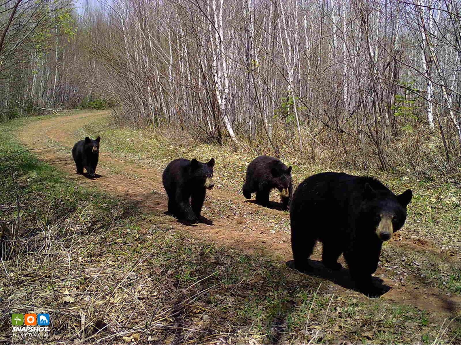 Four black bears walk along a dirt road. Thin white-barked birch tree trunks are growing in either side of the road. The face of first bear, which is noticeably larger than the three that follow, is turned towards the camera.