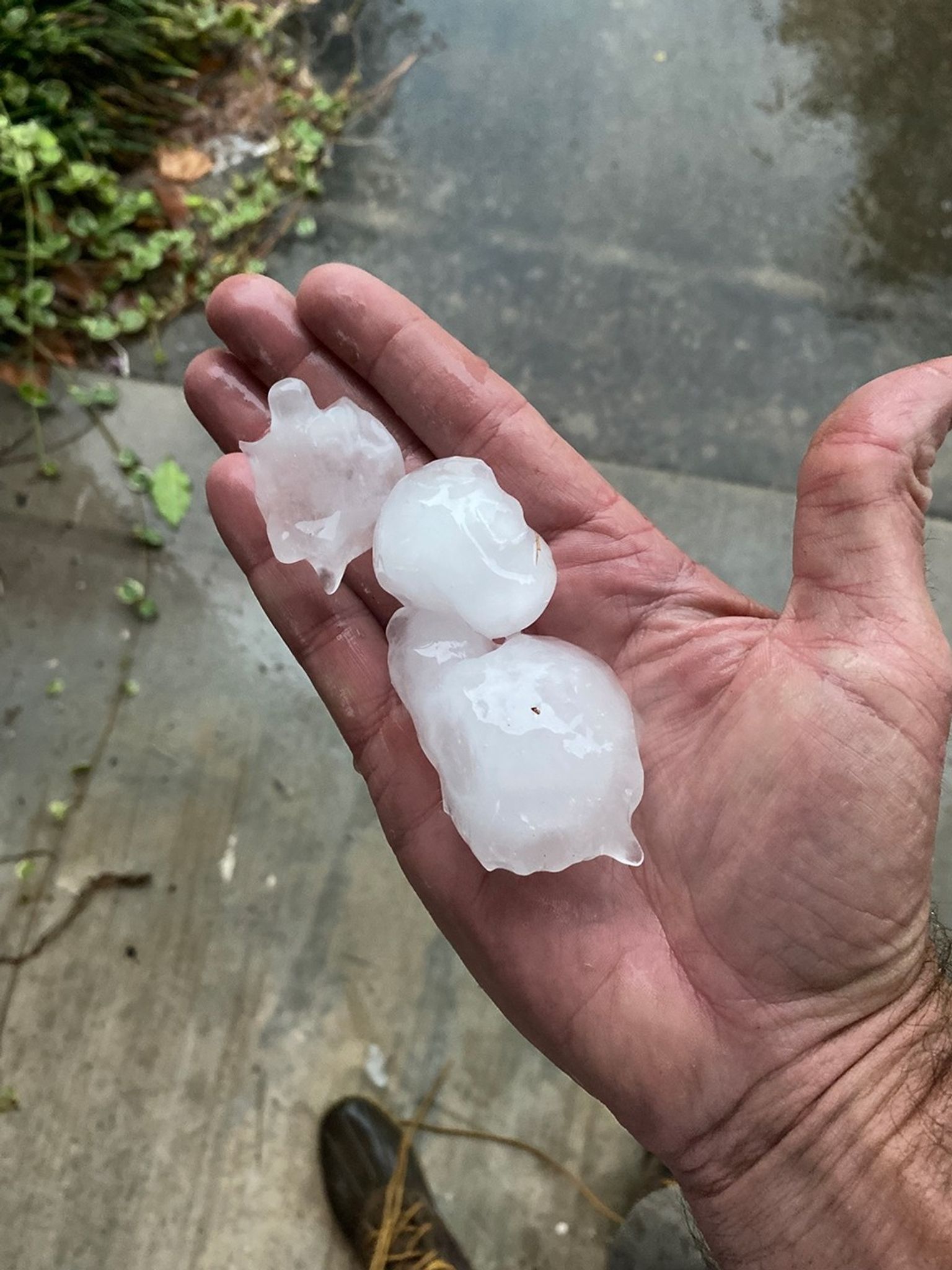 Three icy-white hailstones of irregular shapes and sizes, from golf ball to egg, lie in a man’s right hand. Wet concrete sidewalk with a trailing green vine fills the background
