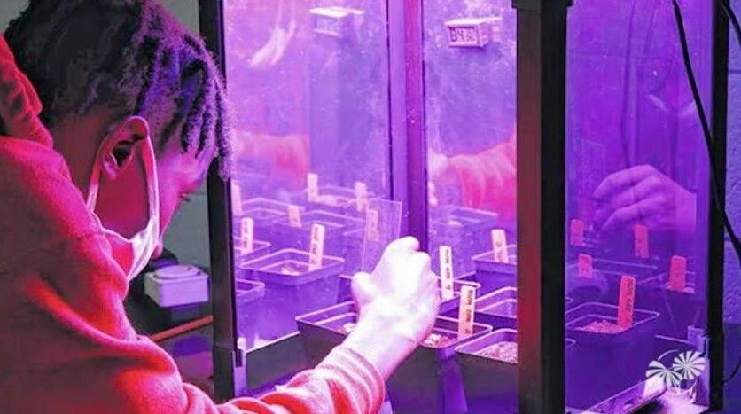 Student wearing a mask tends to small plant experiments under purple grow lights in a controlled growth chamber.