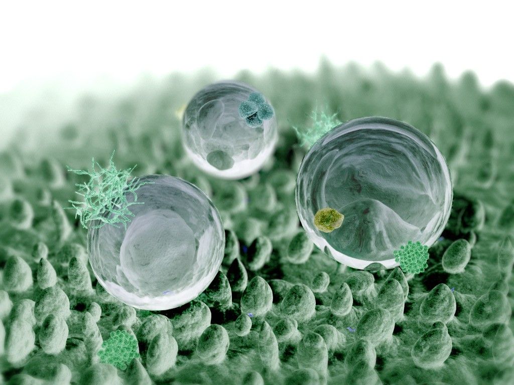 Microscopic view of water-repellent surface showing water droplets resting on a textured, plant-like surface with nanoscale structures.