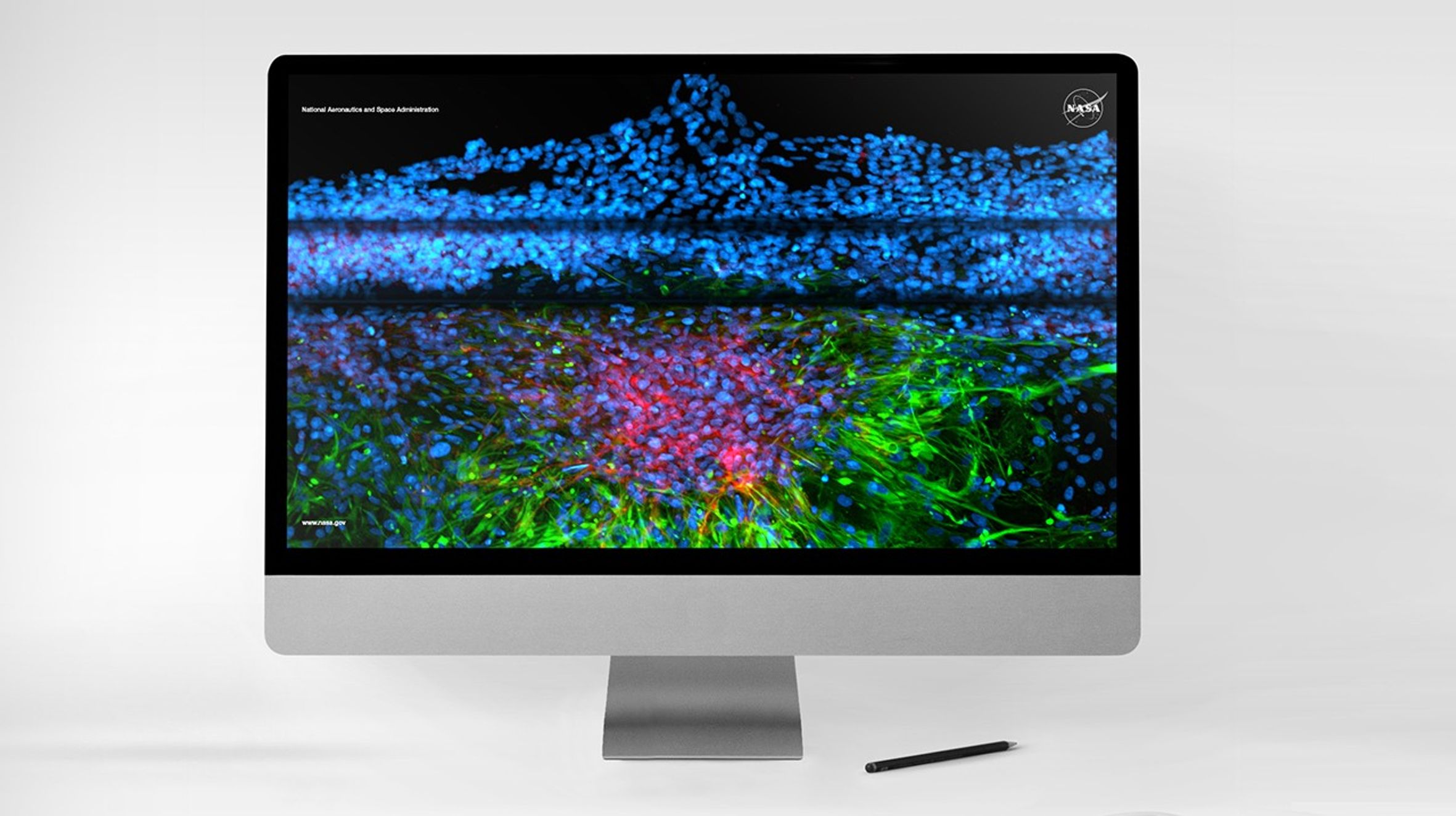 Computer monitor displaying a vibrant scientific visualization with blue, red, and green cell-like patterns.