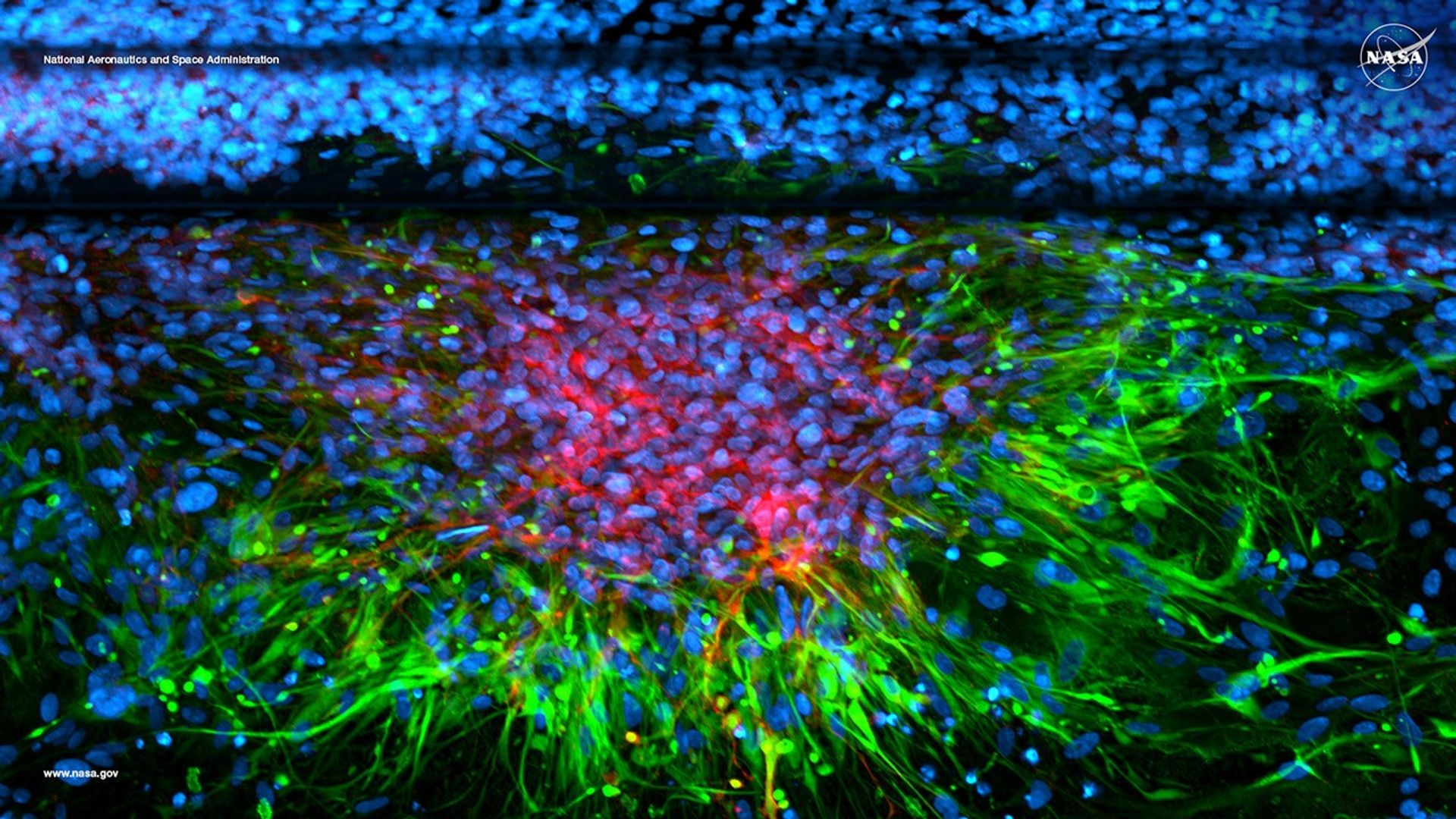 Computer monitor displaying a vibrant scientific visualization with blue, red, and green cell-like patterns.