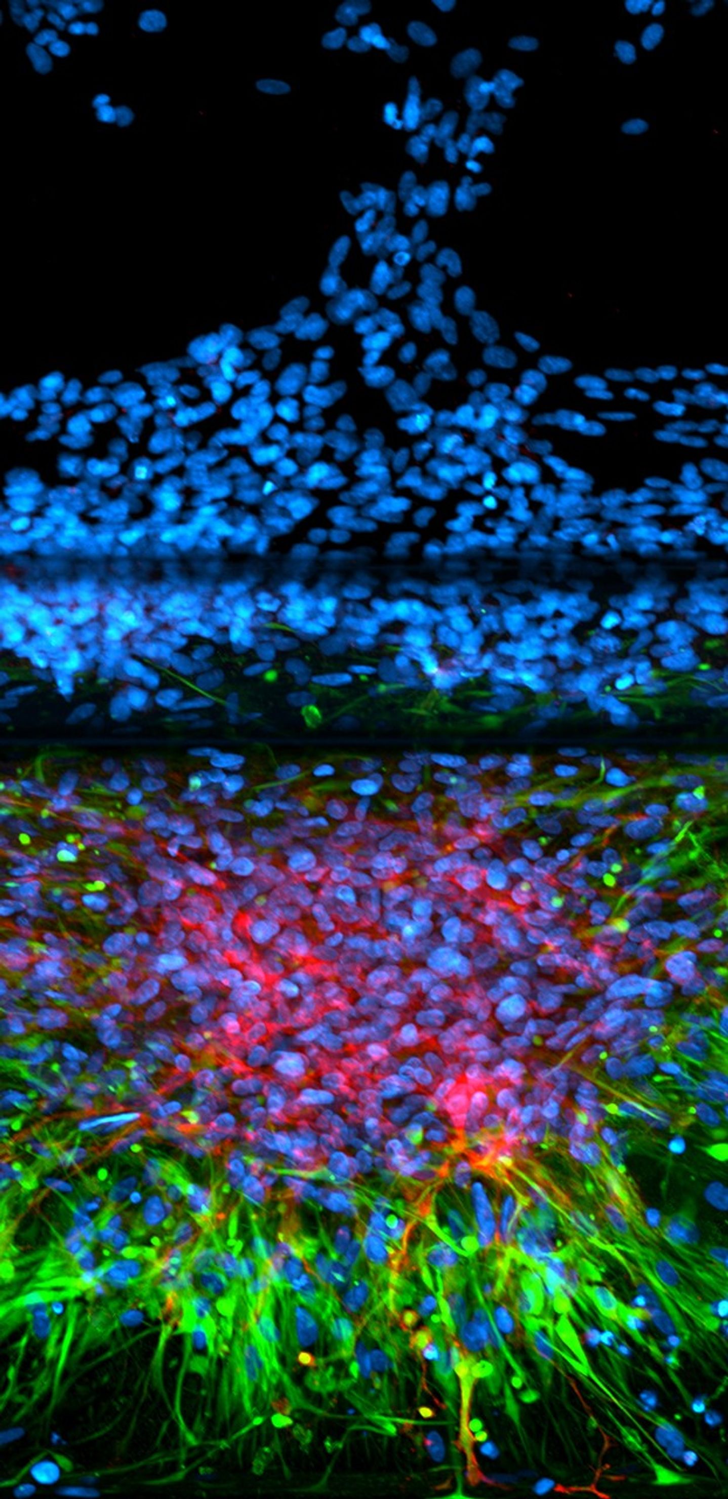 Computer monitor displaying a vibrant scientific visualization with blue, red, and green cell-like patterns.