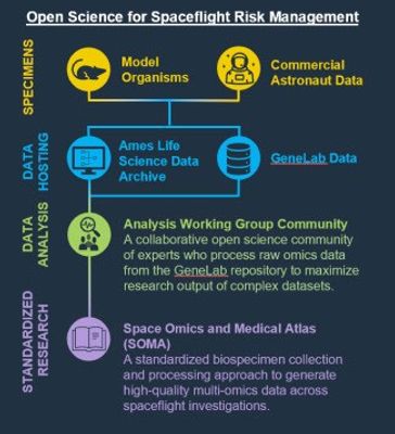 Infographic on Open Science for Spaceflight Risk Management, showing the flow of spaceflight research data. It starts with Model Organisms and Astronaut Data, stored in the Ames Life Science Data Archive and GeneLab. The Analysis Working Group processes data, leading to SOMA, which standardizes biospecimen collection for spaceflight research.