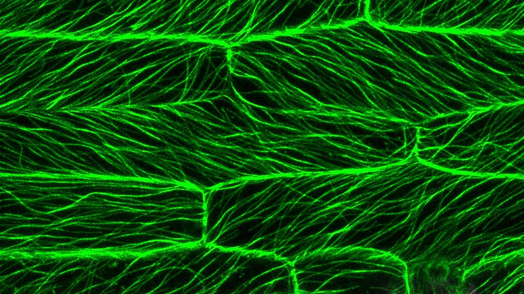Fluorescent microscope image of Brachypodium distachyon leaf cells from NASA's Advanced Plant Experiments (APEX-07 and -09) conducted aboard the International Space Station. The image shows an intricate network of bright green microtubules forming elongated, parallel structures throughout the plant cells, resembling a complex web of illuminated filaments against a dark background. Magenta-colored chloroplasts are visible primarily along the top and bottom edges of the image. This research, spanning 2021-2025, studies how this wheat-related grass species adapts to space conditions, providing critical insights for developing sustainable food sources for long-duration space missions. The vibrant colors were produced using specialized microscopy techniques that illuminate specific cellular components.