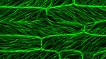 Fluorescent microscope image of Brachypodium distachyon leaf cells from NASA's Advanced Plant Experiments (APEX-07 and -09) conducted aboard the International Space Station. The image shows an intricate network of bright green microtubules forming elongated, parallel structures throughout the plant cells, resembling a complex web of illuminated filaments against a dark background. Magenta-colored chloroplasts are visible primarily along the top and bottom edges of the image. This research, spanning 2021-2025, studies how this wheat-related grass species adapts to space conditions, providing critical insights for developing sustainable food sources for long-duration space missions. The vibrant colors were produced using specialized microscopy techniques that illuminate specific cellular components.