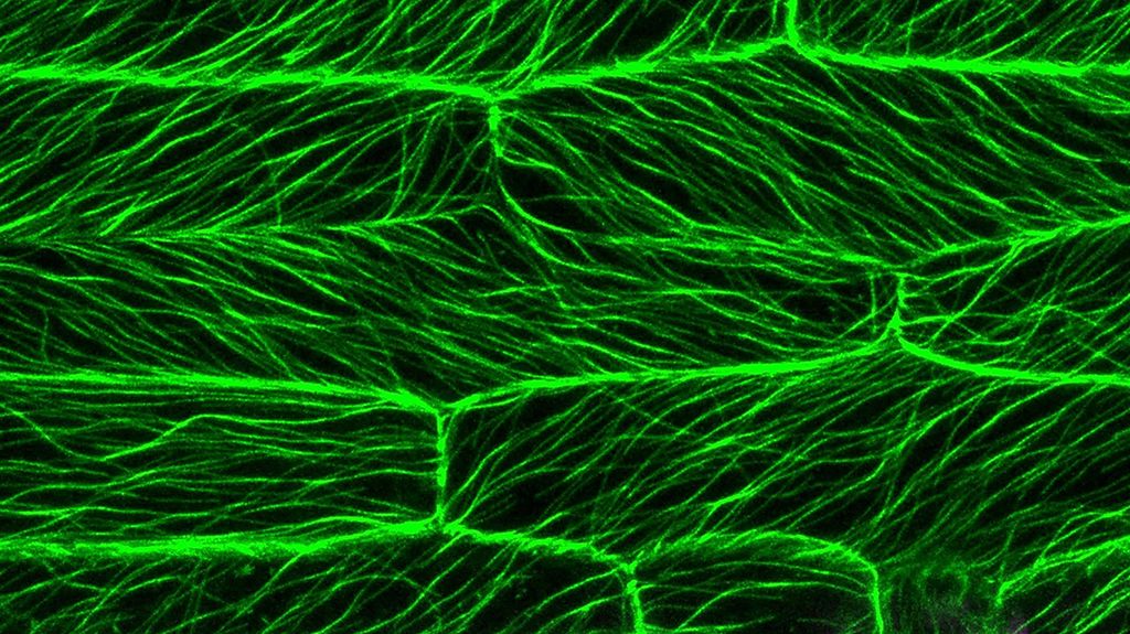 Fluorescent microscope image of Brachypodium distachyon leaf cells from NASA's Advanced Plant Experiments (APEX-07 and -09) conducted aboard the International Space Station. The image shows an intricate network of bright green microtubules forming elongated, parallel structures throughout the plant cells, resembling a complex web of illuminated filaments against a dark background. Magenta-colored chloroplasts are visible primarily along the top and bottom edges of the image. This research, spanning 2021-2025, studies how this wheat-related grass species adapts to space conditions, providing critical insights for developing sustainable food sources for long-duration space missions. The vibrant colors were produced using specialized microscopy techniques that illuminate specific cellular components.