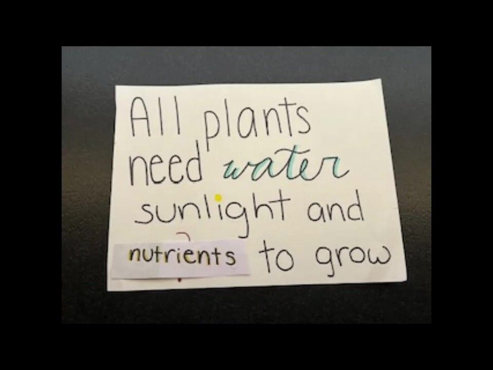 Spotlite: Do Plants Need Soil?