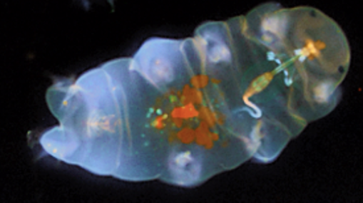 A semi-transparent image of a tardigrade against a black background. The tardigrade is plump, with four pairs of legs. The head end is at the right. Colors are used to identify the tardigrade�s internal systems.