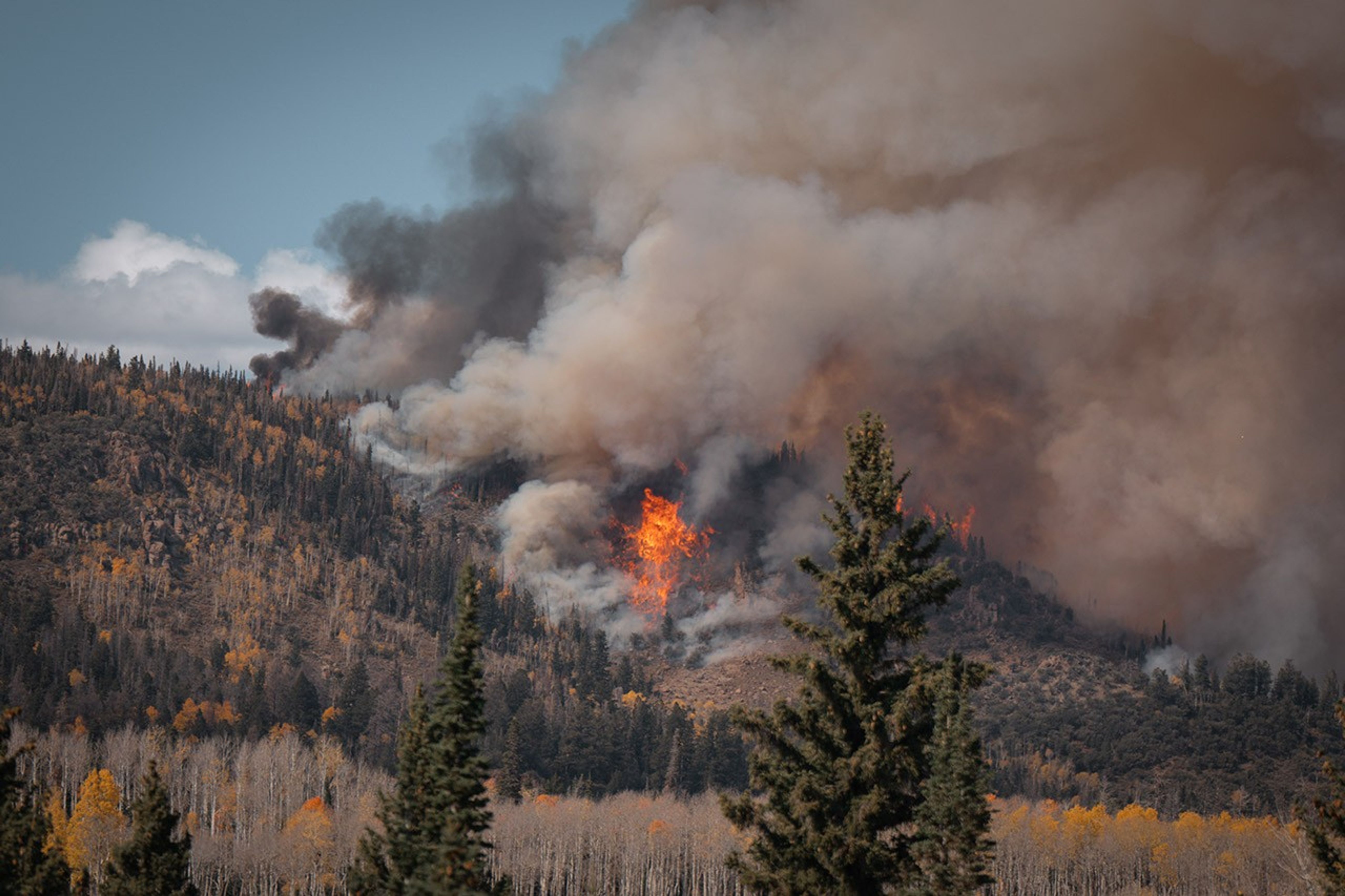 A tree covered mountain in the distance, behind two near bushy pines shows large orange flames in the center of the image. smoke billows up into the sky and to the right blue sky occupies a much smaller area over the fire on the left with some distant cumulus clouds behind