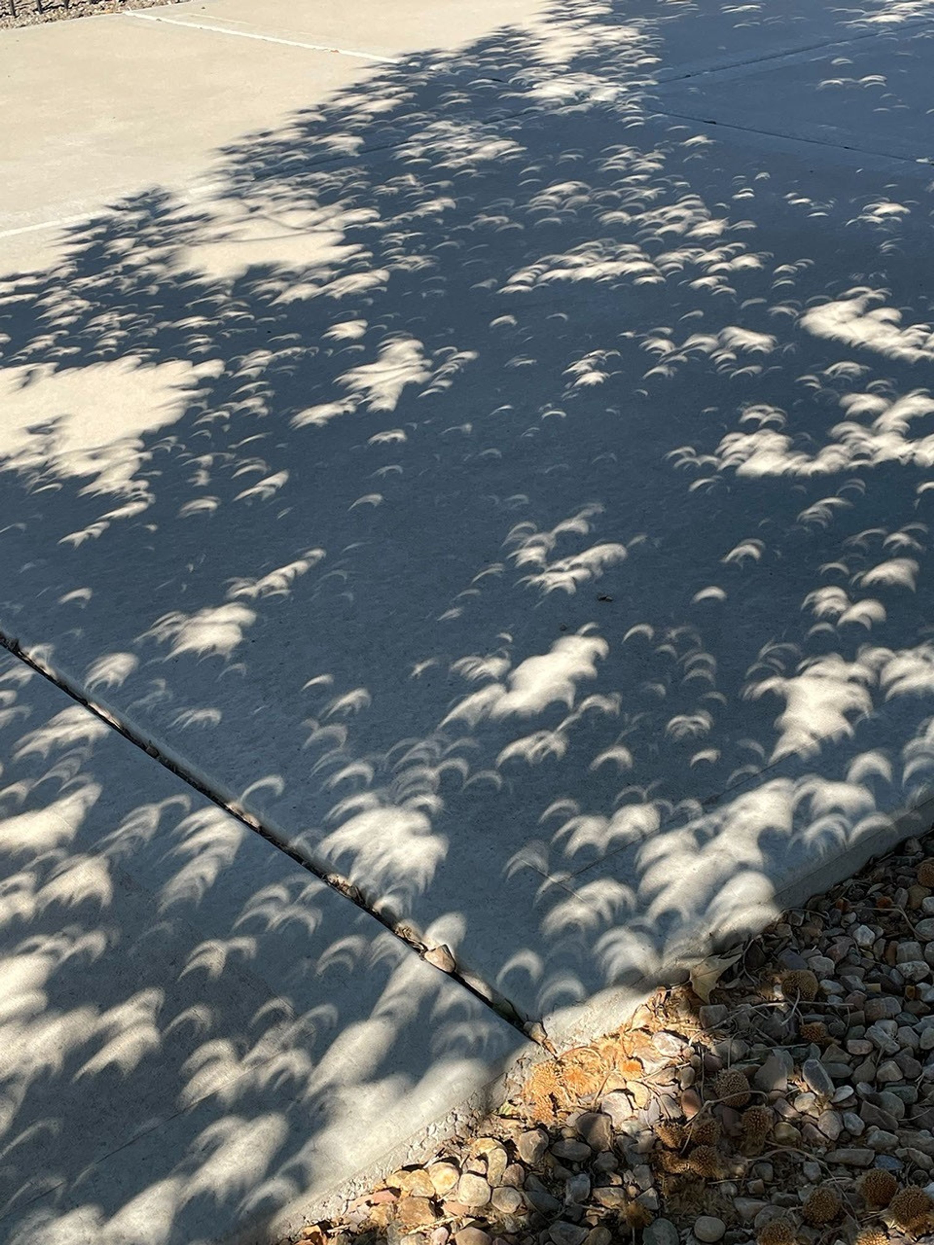 Shadows of the eclipse are seen on a sidewalk. The are like bright thin crescents scattered across the sidewalk.