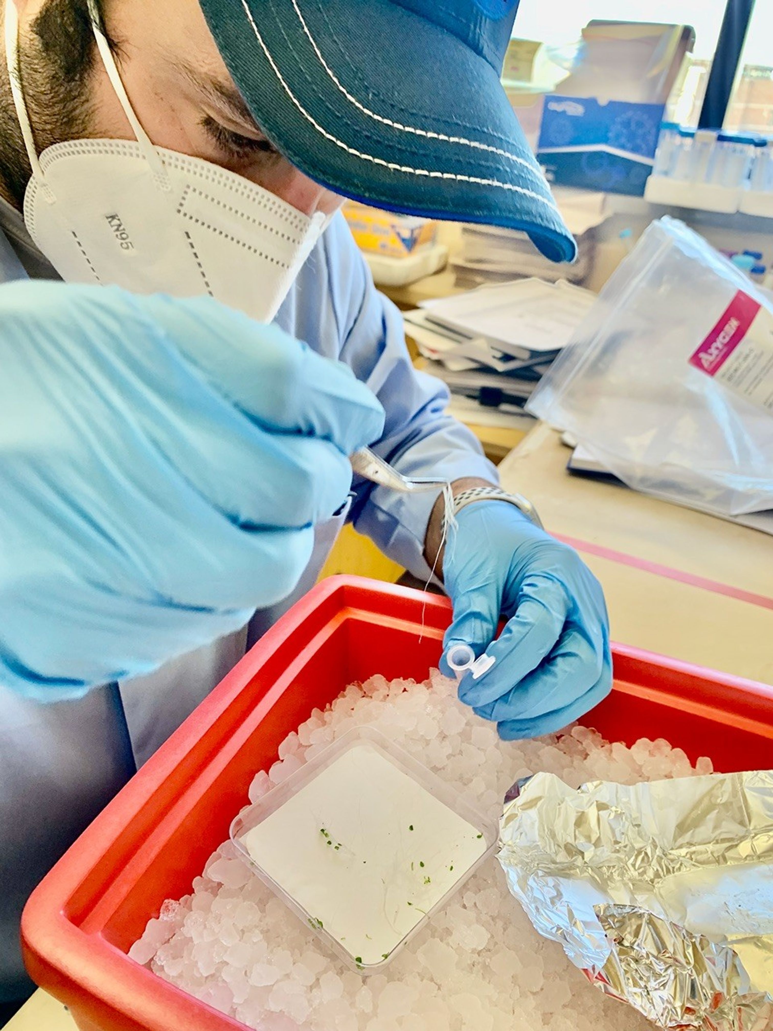 Borja Barbero is wearing a blue baseball cap, blue gloves, and a white face mask. He is carefully placing a plant sample into a small clear, plastic tube. There is a red bin filled with clear, plastic-looking pieces of rocks underneath his hands.