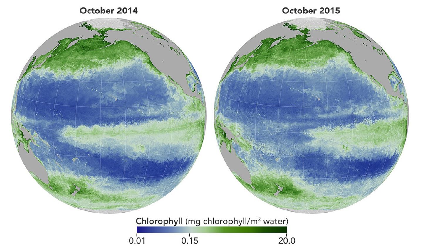 Las concentraciones de clorofila aumentan y disminuyen con la presencia de fitoplancton. Durante El Niño de 2015, el aumento de las temperaturas del agua cambió el lugar donde el fitoplancton floreció en el océano Pacífico.