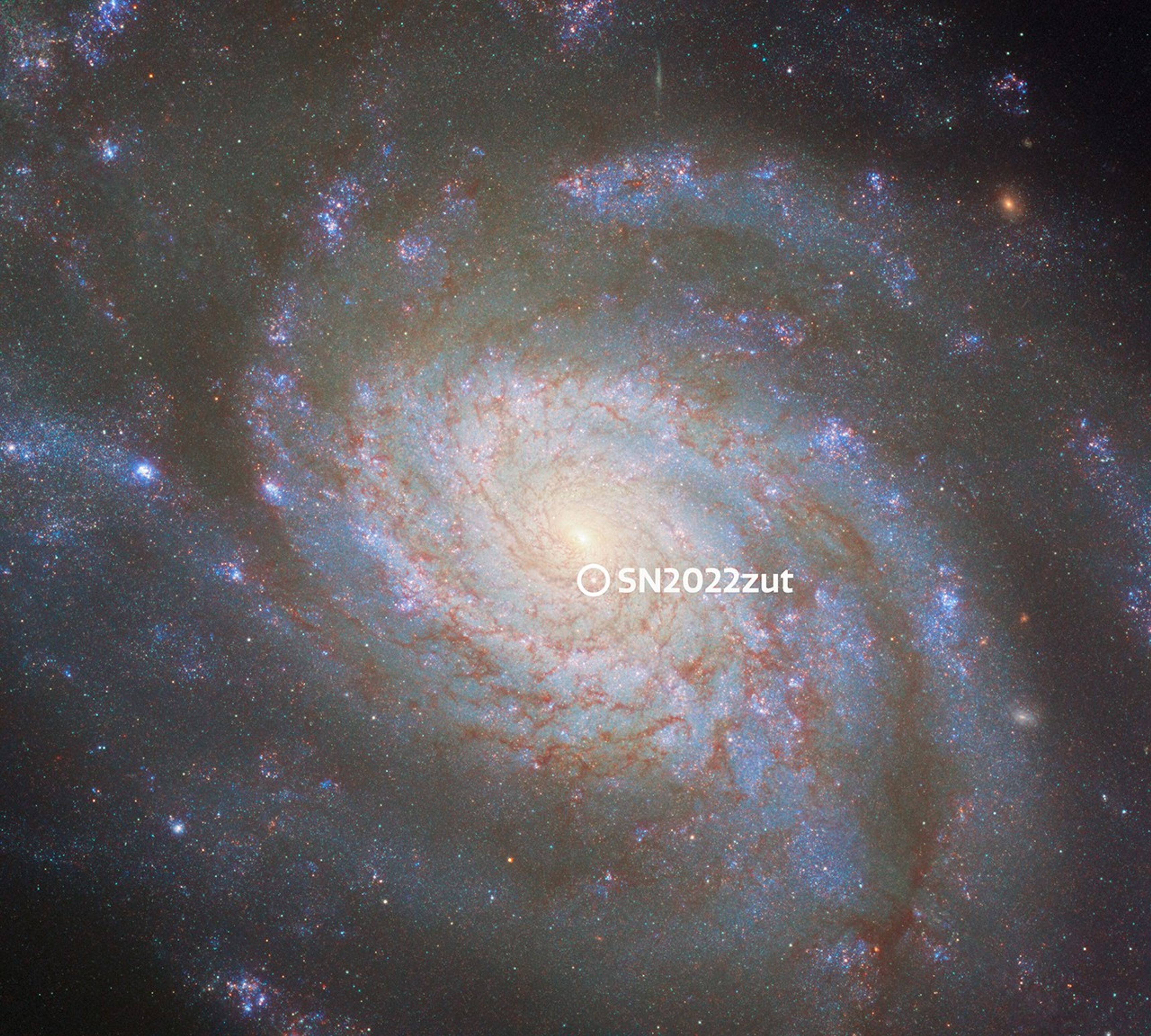 A spiral galaxy with a shining core at its center and winding spiral arms that extend outward. A bright point in the galaxy, just below the core, is the Type Ia supernova, SN2022zut. A white circle marks the supernova.