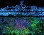 Studying Biological Impacts of Space Radiation