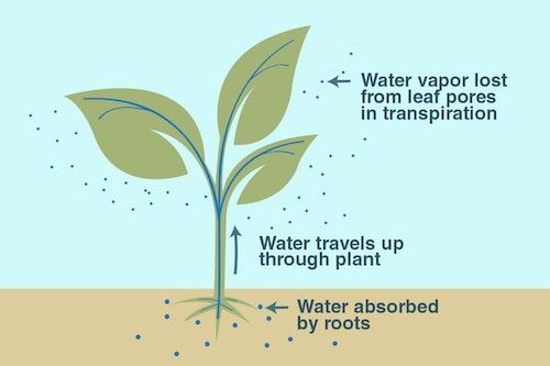 Illustration of a green plant with water vapor leaving it.