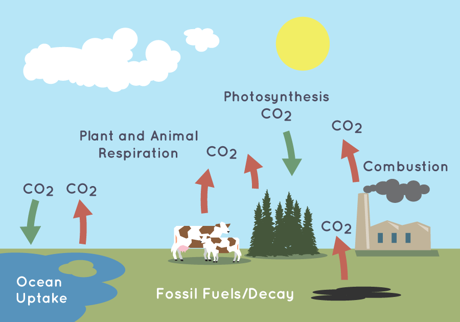 This illustration shows how the carbon cycle moves carbon dioxide (CO2) through Earth's atmosphere. The red arrows show sources adding CO2 to the atmosphere, and the green arrows show things that remove CO2 from the atmosphere, like plants and oceans. They are also called carbon sinks.