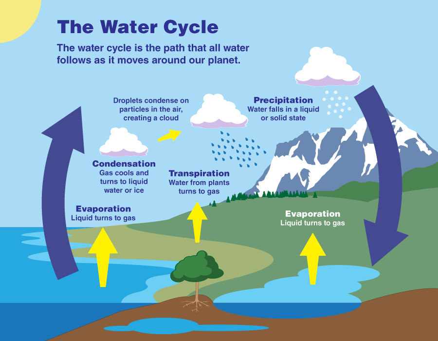Earth’s water cycle is the path that water takes as it moves around Earth. This includes times when it flows, like when it rains, and places where it's stored, like in ice, groundwater, lakes, rivers, and the ocean.