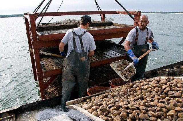 A photo of 2 fishermen shoveling shellfish