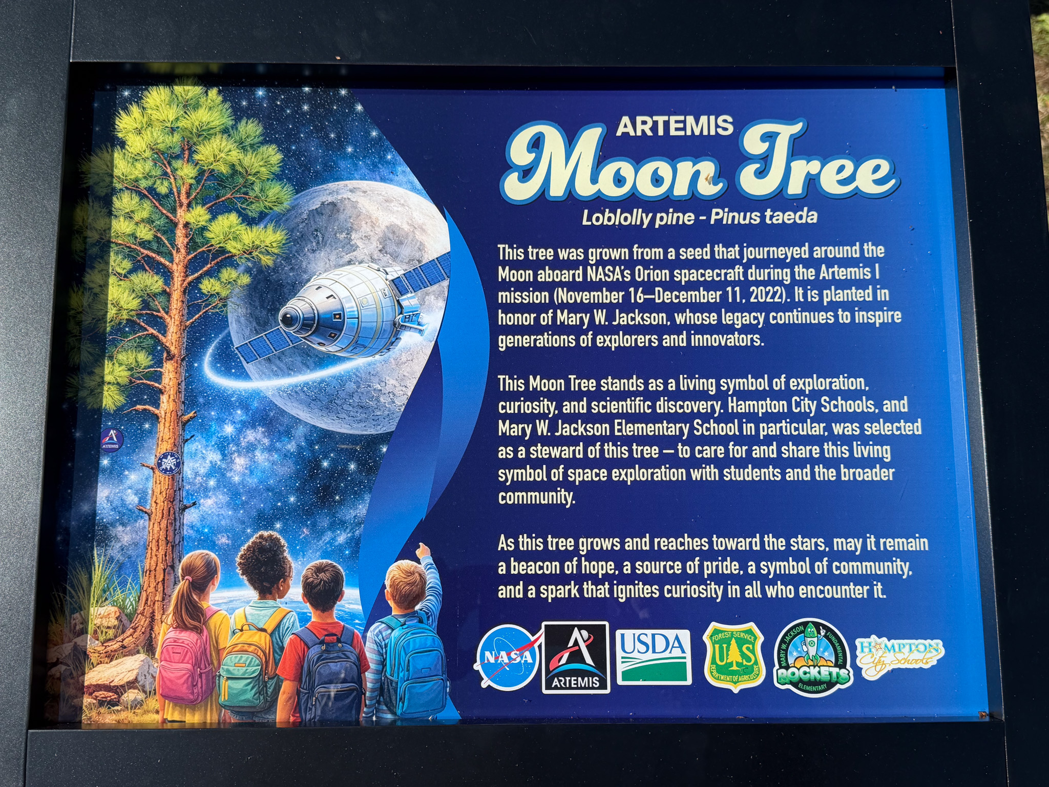 Sign for an Artemis Moon Tree planted nearby. The sign features an illustration of a loblolly pine tree beside the Moon and NASA's Orion spacecraft, with four children looking up at it. Text explains that the tree was grown from a seed that traveled around the Moon aboard Orion during the Artemis I mission (November–December 2022) and is planted in honor of Mary W. Jackson. It describes the tree as a symbol of exploration, curiosity, and discovery, and notes that Hampton City Schools and Mary W. Jackson Elementary School are stewards of the tree. NASA, Artemis, USDA Forest Service, and partner logos appear along the bottom.