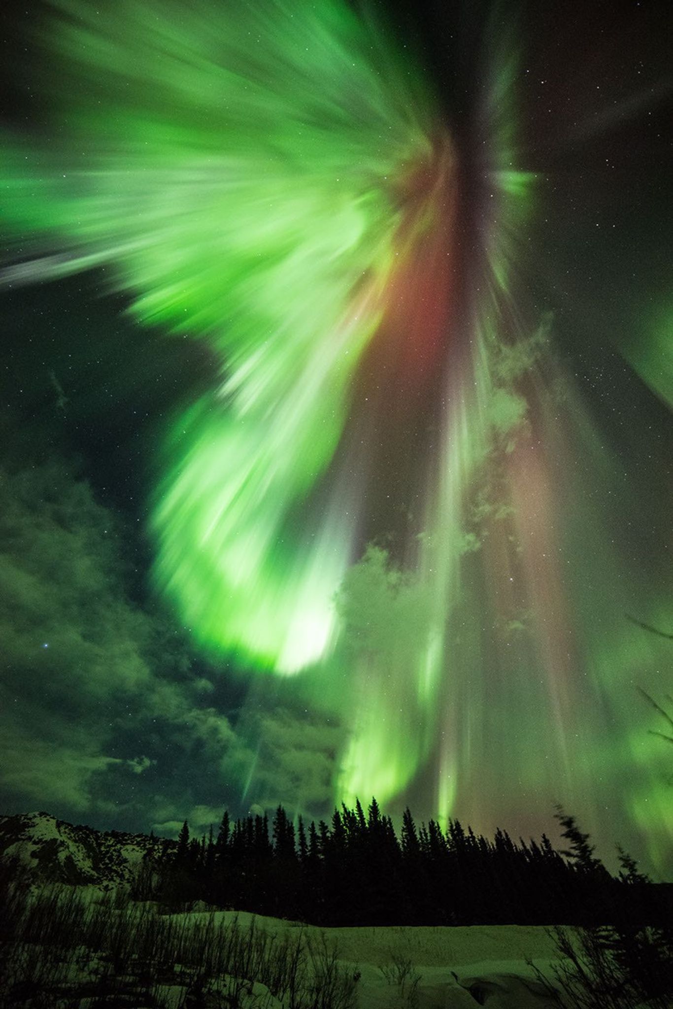 Vivid green aurora borealis lights up the night sky, with visible red streaks, over a silhouette of pine trees and snow-covered ground.
