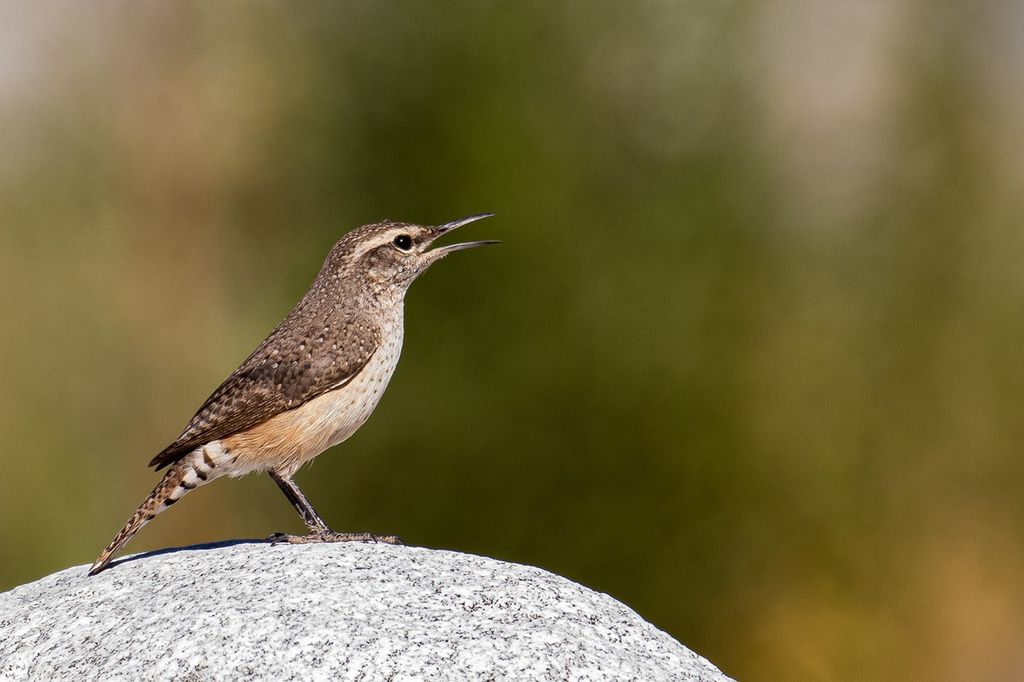 NASA-Assisted Scientists Get Bird’s-Eye View of Population Status
