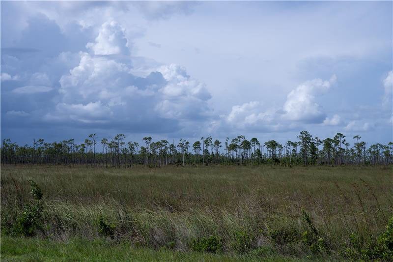 Near the center of the Everglades National Park, a dense layer of sawgrass covers the ground — receding towards a line of tall, slender trees that sway in the breeze. Behind the trees, large cumulonimbus clouds loom over the scene.